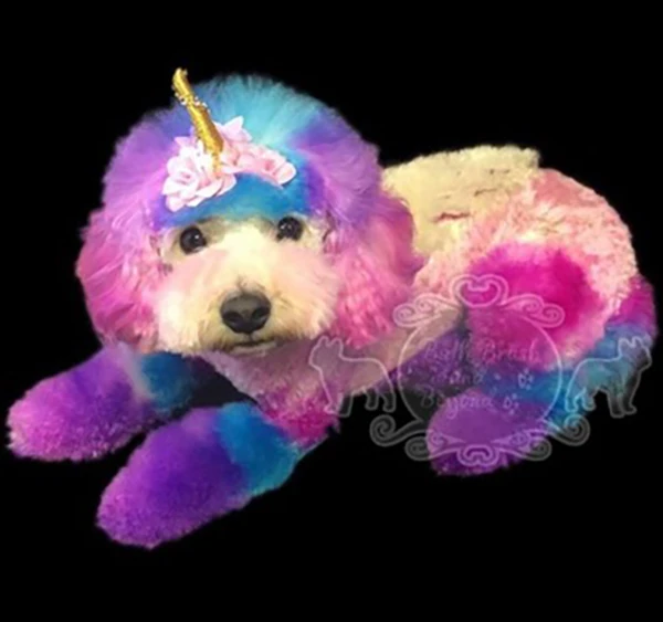 Golden Standard Poodle