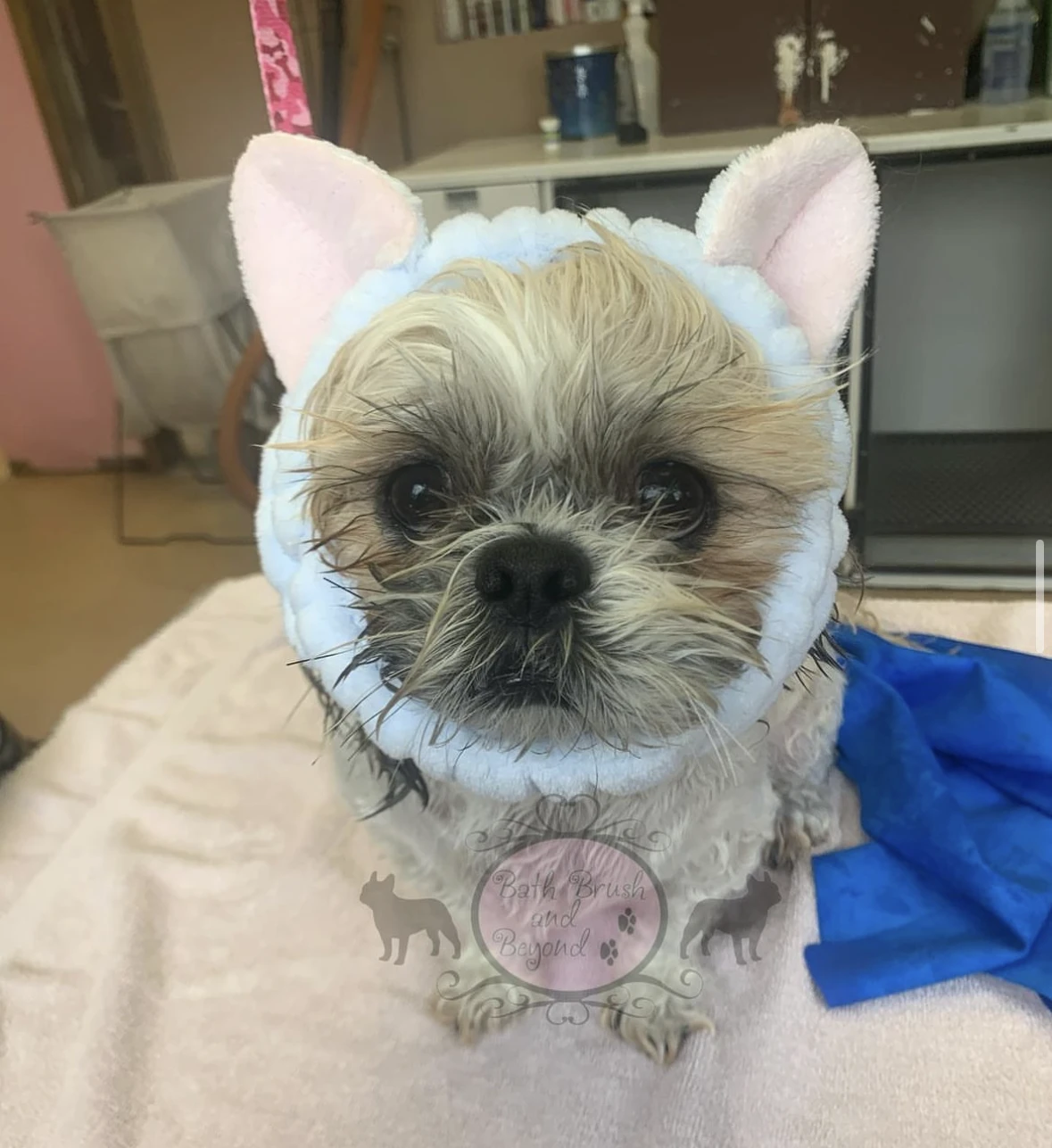 Dog after bath