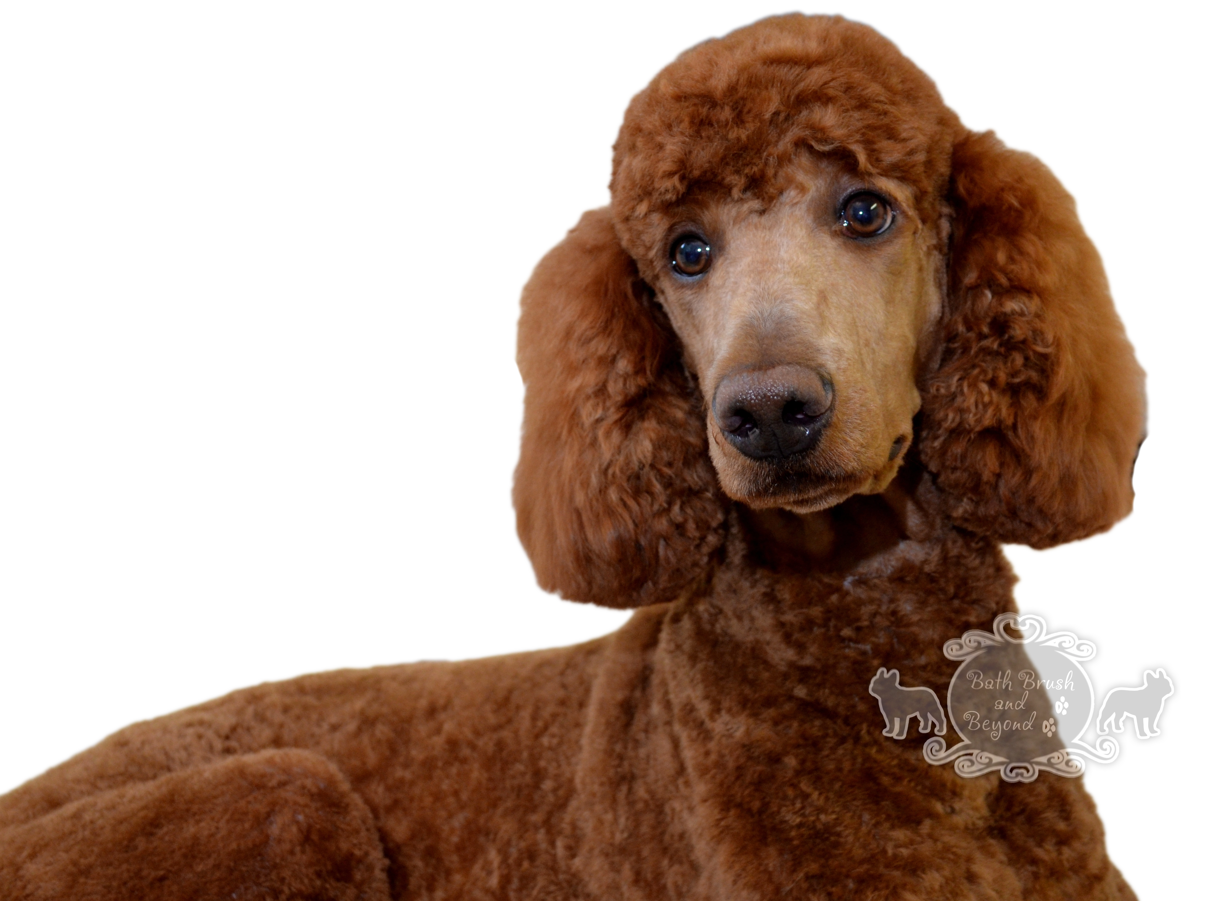 Poodle