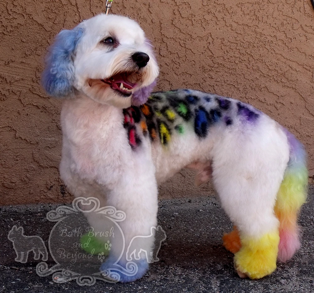 Dog with dyed fur