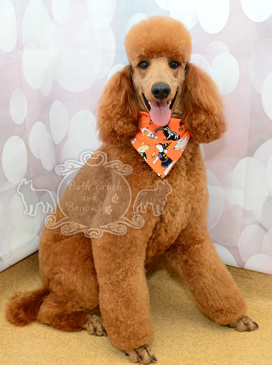 Poodle