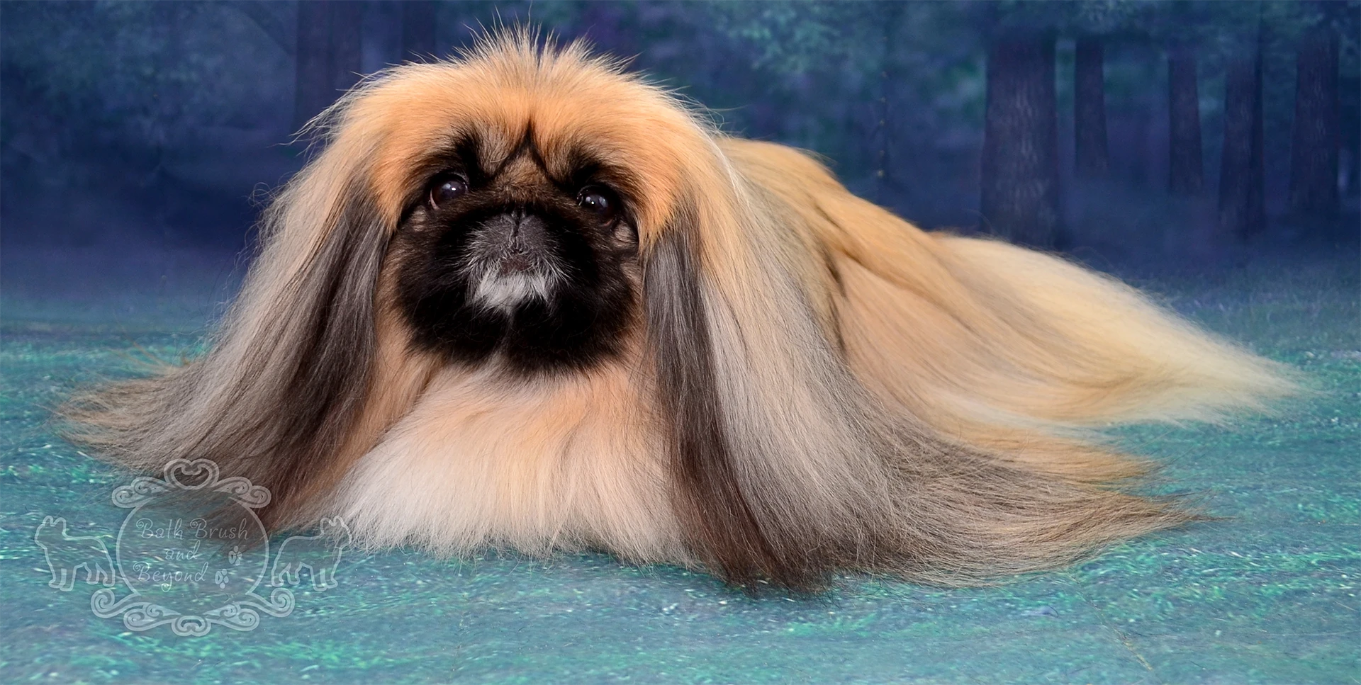 Long haired blonde dog